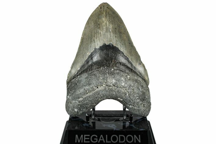 Serrated Fossil Megalodon Tooth - North Carolina #319914